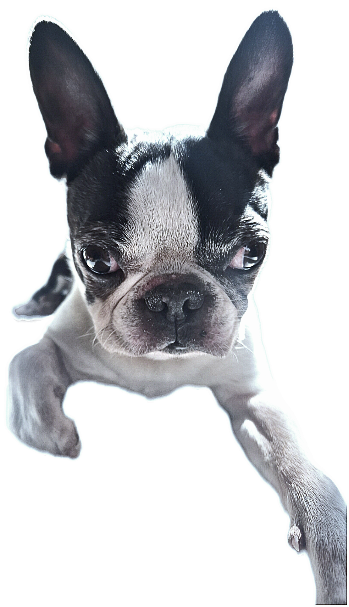 Custom Pet Portrait Extras